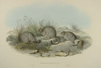 John Gould Macropodidae